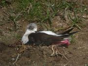 Posta de Cames llargues (Himantopus himantopus) 1/2
