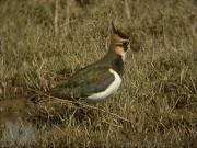 Fredeluga (Vanellus vanellus)