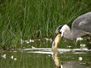 Bernat Pescaire (Ardea cinerea) de pesca