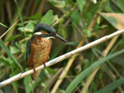 Blauet (Alcedo atthis)