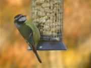 Mallerenga blava (Parus caeruleus)