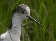 Cames llargues (Himantopus himantopus)