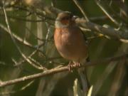 Mascle de Pinsà comú (Fringilla coelebs)