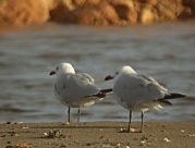 Gavina corsa (Larus audouinii)