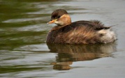 Cabusset (Tachybaptus ruficollis)