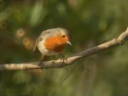 Pit Roig (Erithacus rubecola)