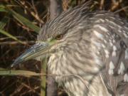 Martinet de nit (Nycticorax nycticorax)