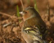 Mascle de Pinsà comú (Fringilla coelebs)