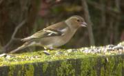 Femella de Pinsà comú (Fringilla coelebs)