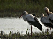 Cigonyes (Ciconia ciconia) a contrallum