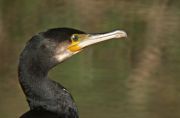 Corb Marí Gros (Phalacrocorax aristotelis)