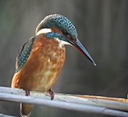 Blauet (Alcedo attis)