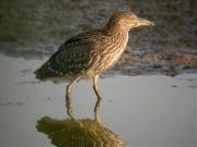 Martinet de nit (Nycticorax nycticorax)