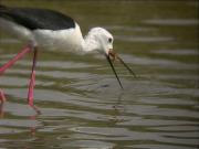 Cames llargues (Himantopus himantopus)