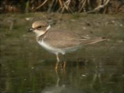 Jove de Corriol petit (Charadrius dubius)