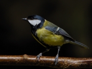 Ocells de La Garrotxa: Mallerenga Carbonera