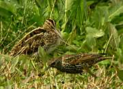 Becadell (Gallinago gallinago) i Estornell vulgar (Sturnus vulgaris)