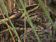 Becadell (Gallinago gallinago)