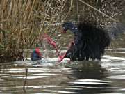 Batussa entre Polles Blaves (Porphyrio porphyrio) 2/2