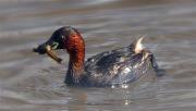 Cabusset (Tachybaptus ruficollis)