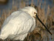 Bec-planer (Platalea leucorodia)