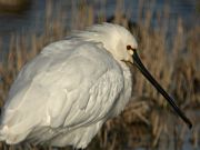 Bec Planer (Platalea leucorodia)