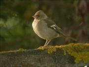 Pinsà comú femella (Fringilla coelebs)