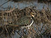 Fredeluga (Vanellus vanellus)