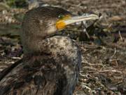 Corb Marí Gros (Phalacrocorax carbo)