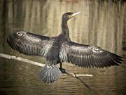 Corb Marí Gros (Phalacrocorax carbo)