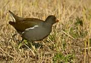 Polla d'aigua (Gallinula chloropus)