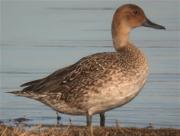 Ànec cuallarg femella (Anas acuta)