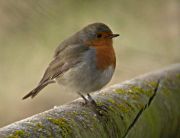 Pit Roig (Erithacus rubecula)