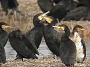 Corb Marí Gros (Phalacrocorax carbo)