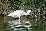 Espatula pescando Carpa