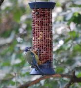 Mallerenga blava ( Parus caeruleus )