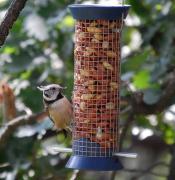 Mallerenga emplomallada (Parus cristatus)