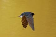 Oreneta vulgar (Hirundo rustica)