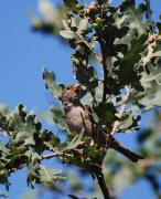 Pardal comú (Passer domesticus)