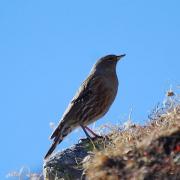 Cercavores a contrallum (Prunella collaris)