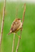 Trist (Cisticola juncidis).