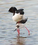 Còpula de Cames Llargues (Himantopus himantopus)