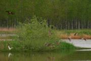 Martinet de nit (Nycticorax nycticorax)