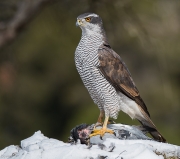 Astor  (Accipiter gentilis)