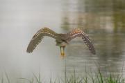 Martinet de nit (Nycticorax nycticorax)