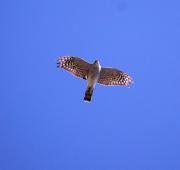 Esparver vulgar (Accipiter nisus)