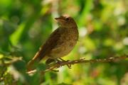 Pit roig (Erithacus rubecula)