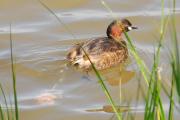 Cabusset (Tachybaptus ruficollis)