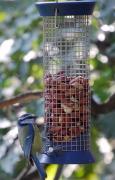 Mallerenga blava ( Parus caeruleus )