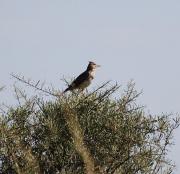 Cogullada fosca ( Galerida theklae )